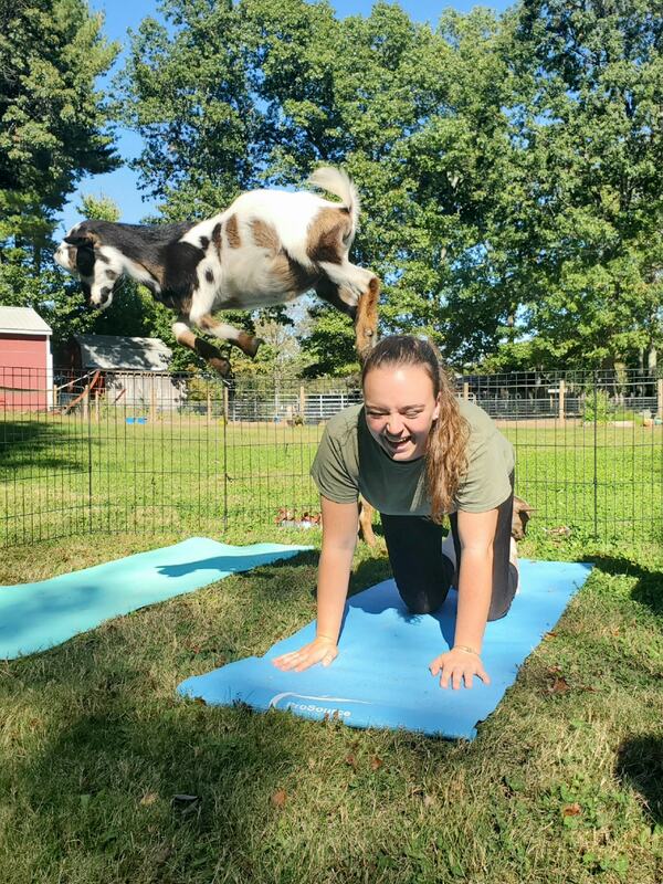 goat yoga massachusetts
