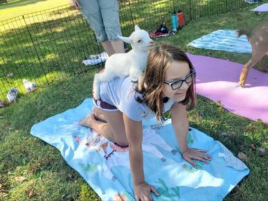 Goat Yoga classes